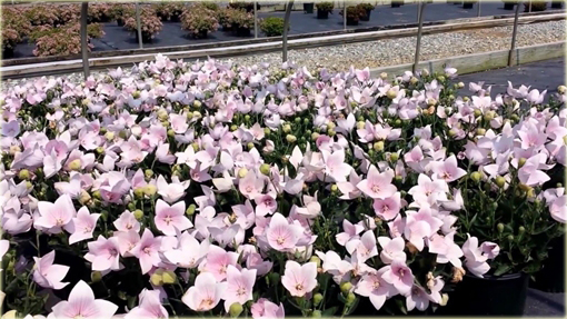 Platykodon wielokwiatowy Platycodon grandiflorum Pink Star